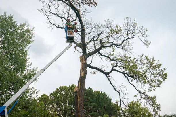 How Our Tree Care Process Works  in  Pojoaque, NM